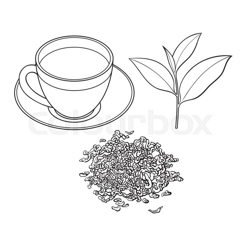 800x800 Tea Cup, Fresh And Dry Leaves, Sketch Vector Illustration Isolated - Cup And Saucer Sketch