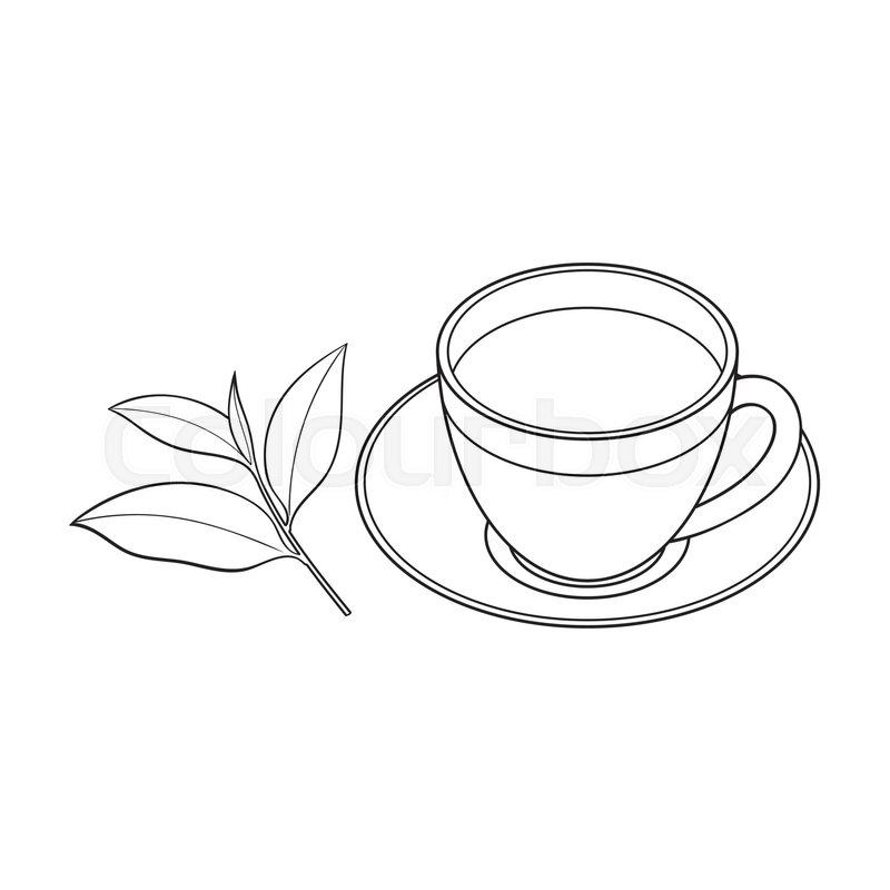 800x800 Transparent Glass Cup, Saucer And Fresh Tea Leaf, Sketch Vector - Cup Sketch
