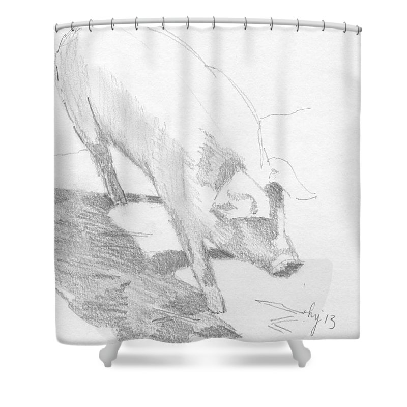 800x800 Pig Sketch Shower Curtain For Sale By Mike Jory - Curtain Sketch