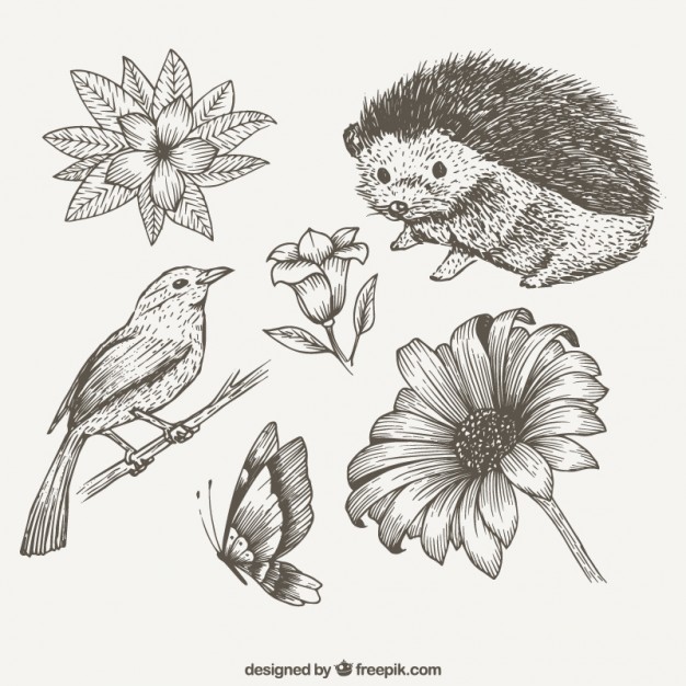 626x626 Sketches Cute Animals And Flowers Vector Free Download - Cute Animal Sketches