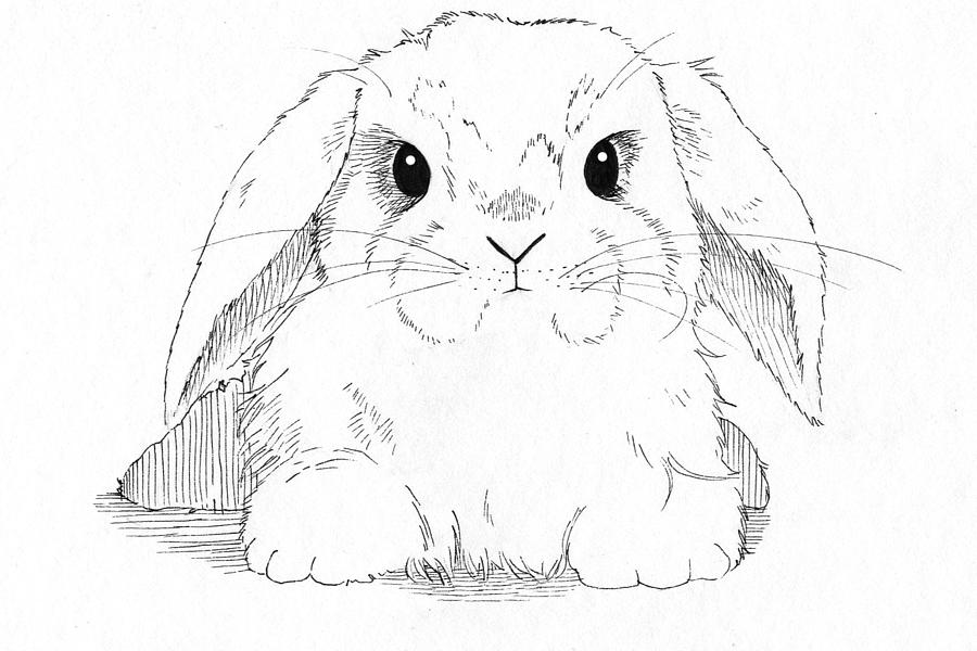 900x600 Drawn Rabbid Lop Rabbit - Cute Bunny Sketch