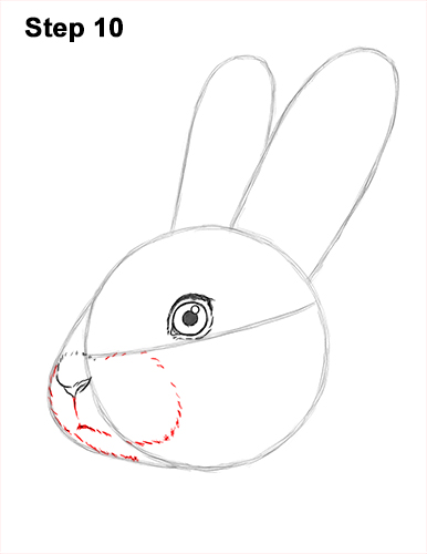 386x500 How To Draw A Rabbit (Head Detail) - Cute Bunny Sketch