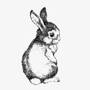 300x300 Rabbit, Rabbit Clipart, Bunnies, Cute Bunny Png Image And Clipart - Cute Bunny Sketch