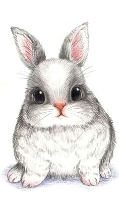 236x419 Cute Bunny Drawing Tumblr - Cute Bunny Sketch