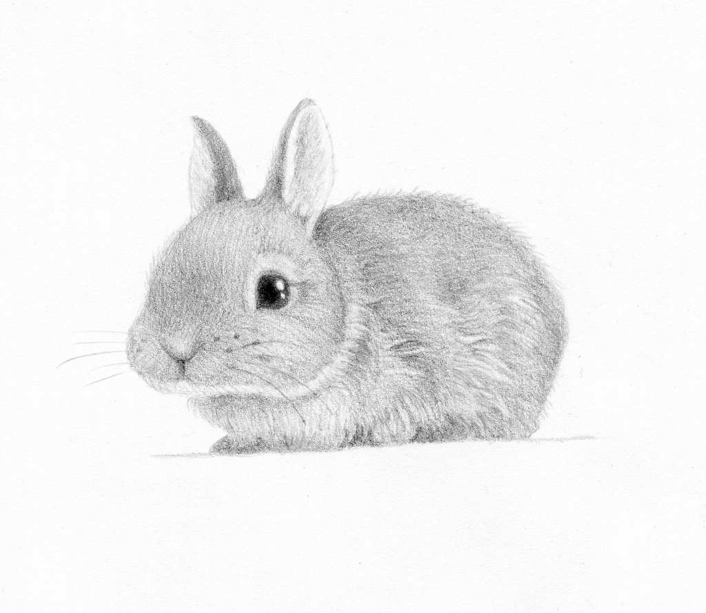 1024x889 Bunny Sketch Cute Coloring - Cute Bunny Sketch
