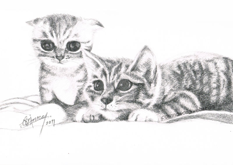 800x569 Sketch Of Cute Cats - Cute Cat Sketch