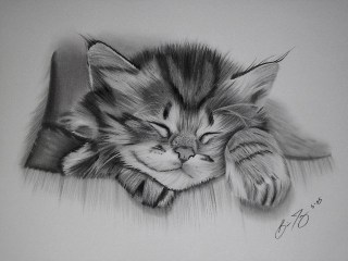 320x240 Snap Tag For Cute Cat Pictures To Draw Cute Cat Face Draw By - Cute Cat Sketch