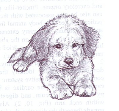 400x374 Golden Puppy Sketch By Nikkiburr - Cute Dog Sketch