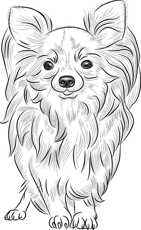 490x800 Grayscale Sketch Of The Cute Dog Chihuahua Breed Smiling Stock - Cute Dog Sketch