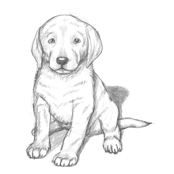 600x600 How To Draw A Puppy - Cute Dog Sketch