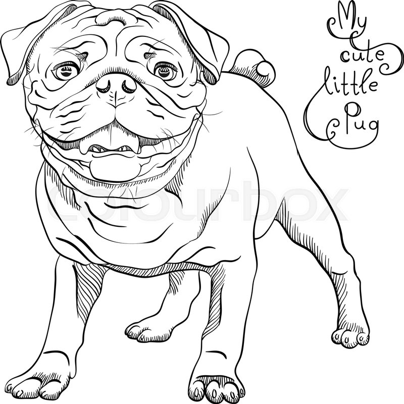 800x800 Black And White Sketch Cute Dog Pug Breed Stock Vector Colourbox - Cute Dog Sketch
