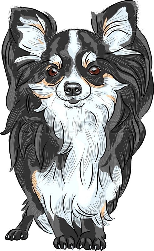 491x800 Color Sketch Of The Cute Dog Chihuahua Breed Smiling Stock - Cute Dog Sketch