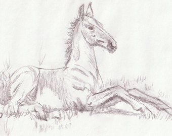 340x270 Original Foal Art Horse Charcoal Sketch Horse Drawing Cute - Cute Horse Sketch