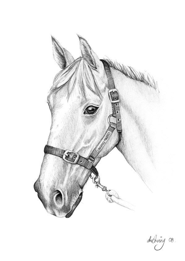 598x842 Pencil Drawings Of Horses Carolina Cup In 2018 - Cute Horse Sketch
