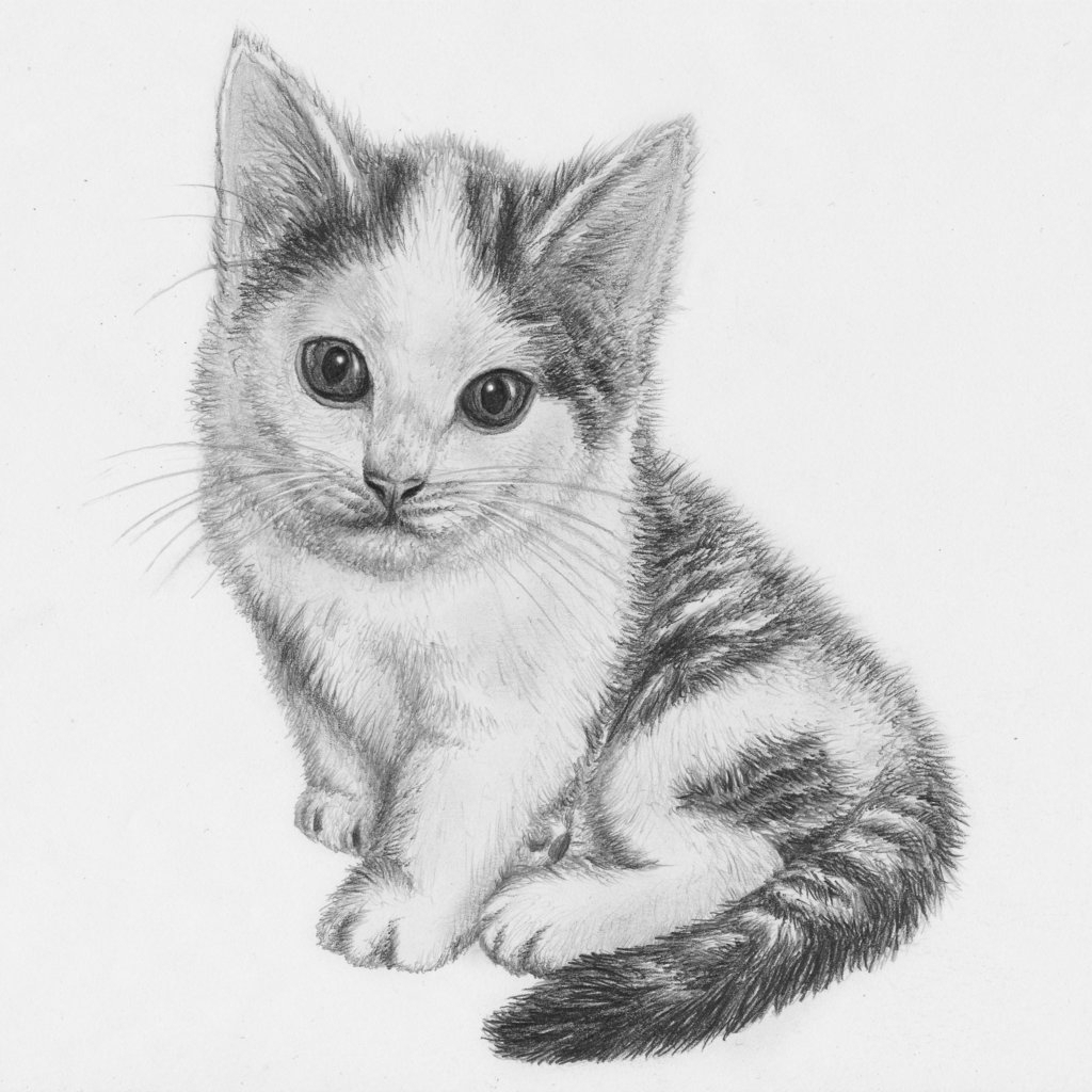 Cute Kitten Sketch at Explore collection of Cute