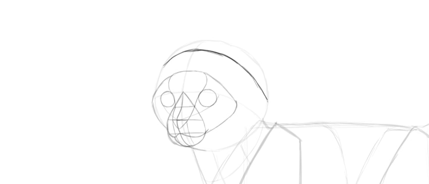 850x366 How To Draw A Super Cute Kitten Step By Step - Cute Kitten Sketch