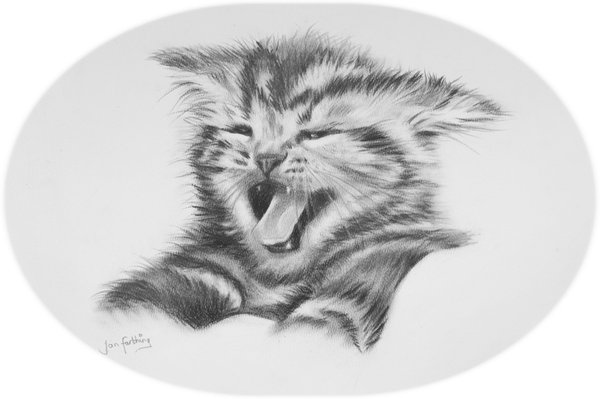 600x399 Kitten Sketch By Rayvenjan - Cute Kitten Sketch