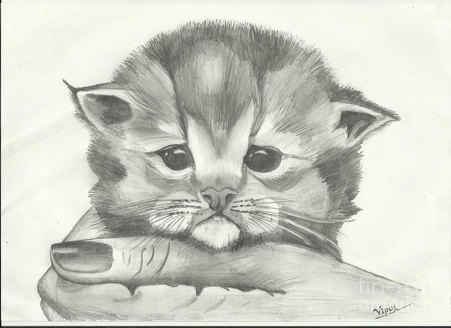 900x654 Art Very Cute Kitten Sketch Steemit - Cute Kitten Sketch