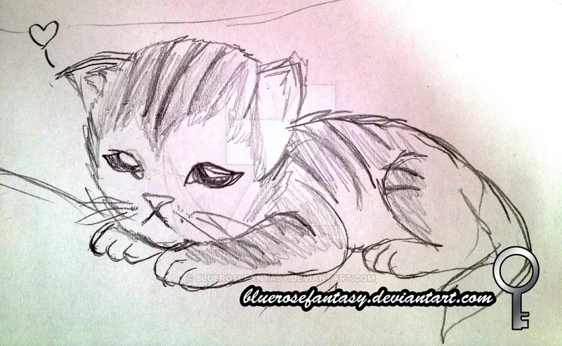 800x493 Quick Sketch Cute Kitten By Bluerosefantasy - Cute Kitten Sketch