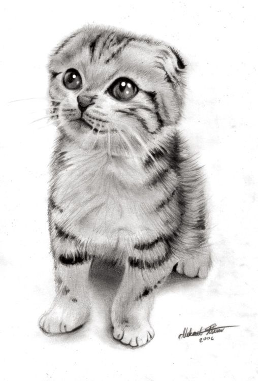 508x750 The Ultimate Cat Care Guide Kitten Care - Cute Kitten Sketch