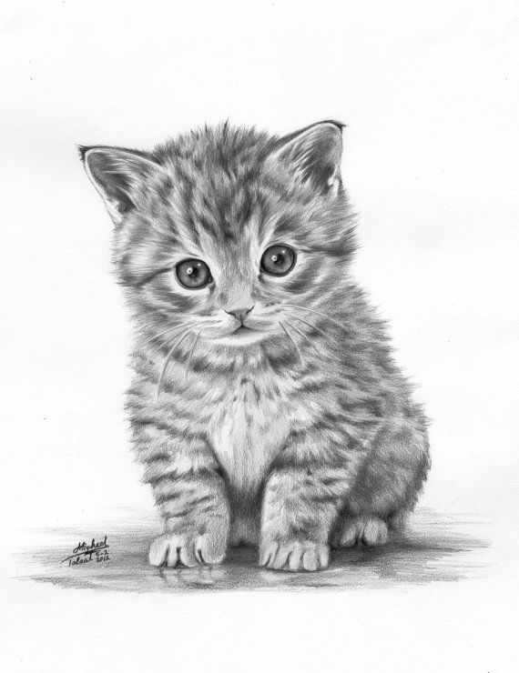 Cute Kitten Sketch at Explore collection of Cute