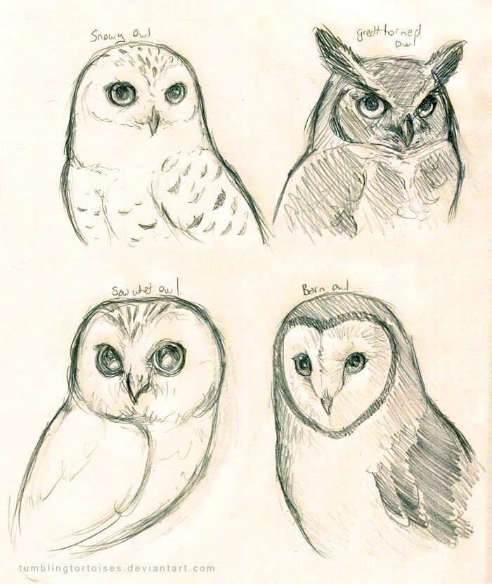 700x831 Pin By On R T S Y Owl, Drawings And Art Base - Cute Owl Sketch