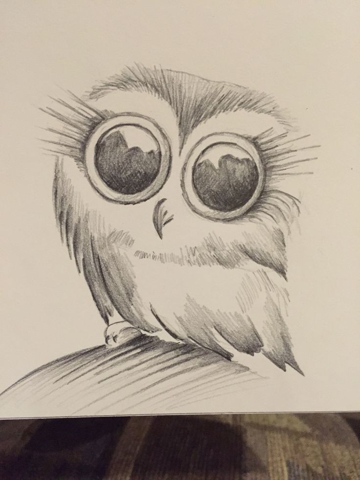 736x981 Collection Of Owl Drawing Ideas High Quality, Free Cliparts - Cute Owl Sketch
