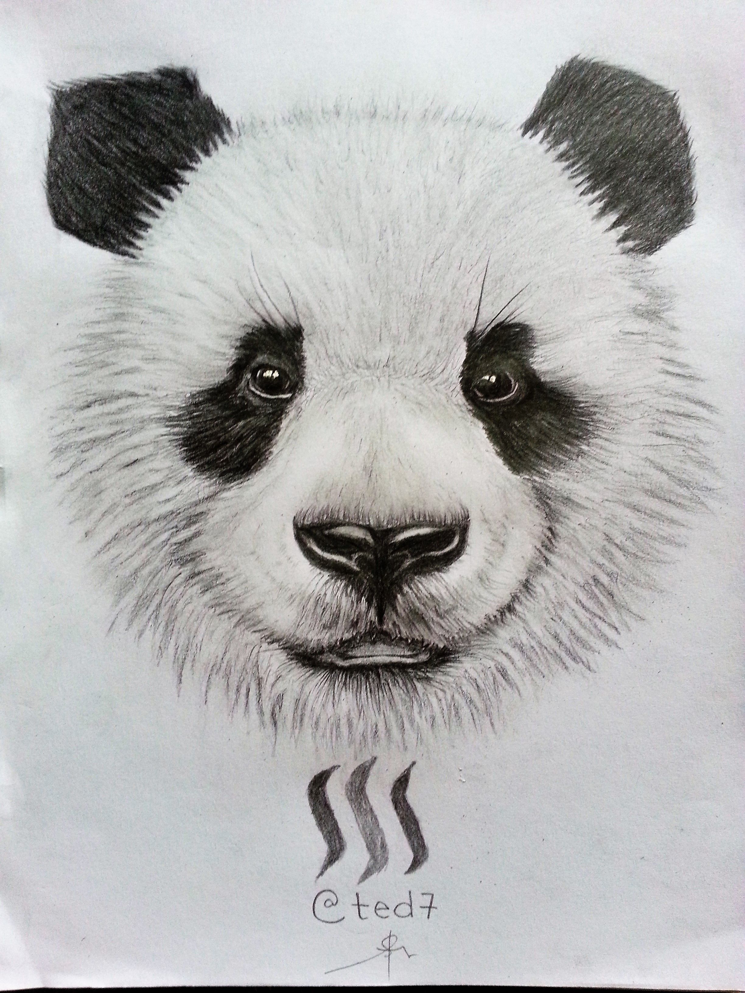 2448x3264 Drawing Of A Cute With Gif. Steemit - Cute Panda Sketch