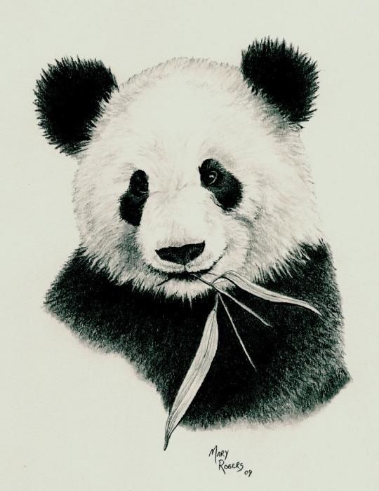 540x700 Drawn Face Panda - Cute Panda Sketch
