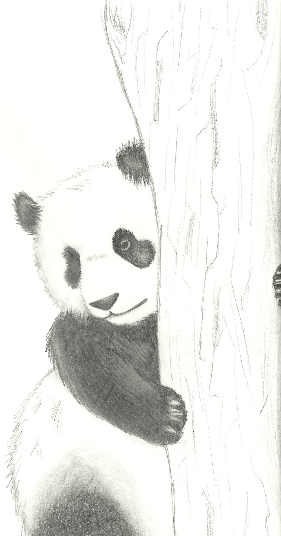 900x1715 Panda Bear Sketch - Cute Panda Sketch