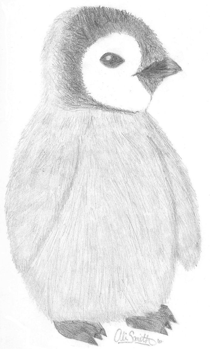 Cute Penguin Sketch at Explore collection of Cute