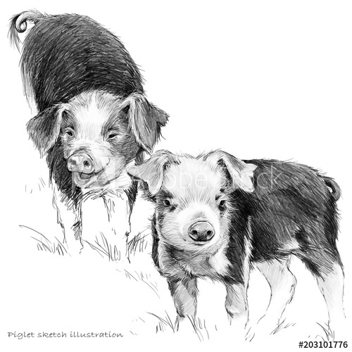 500x500 Cute Piglet. Pig Hand Drawn Pencil Sketch Illustration - Cute Pig Sketch