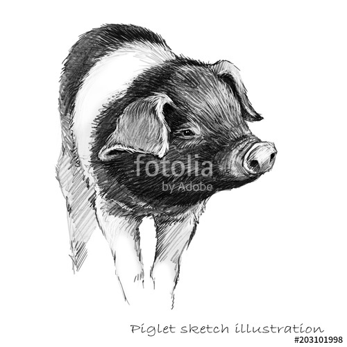 500x500 Cute Piglet. Pig Hand Drawn Pencil Sketch Illustration Stock - Cute Pig Sketch