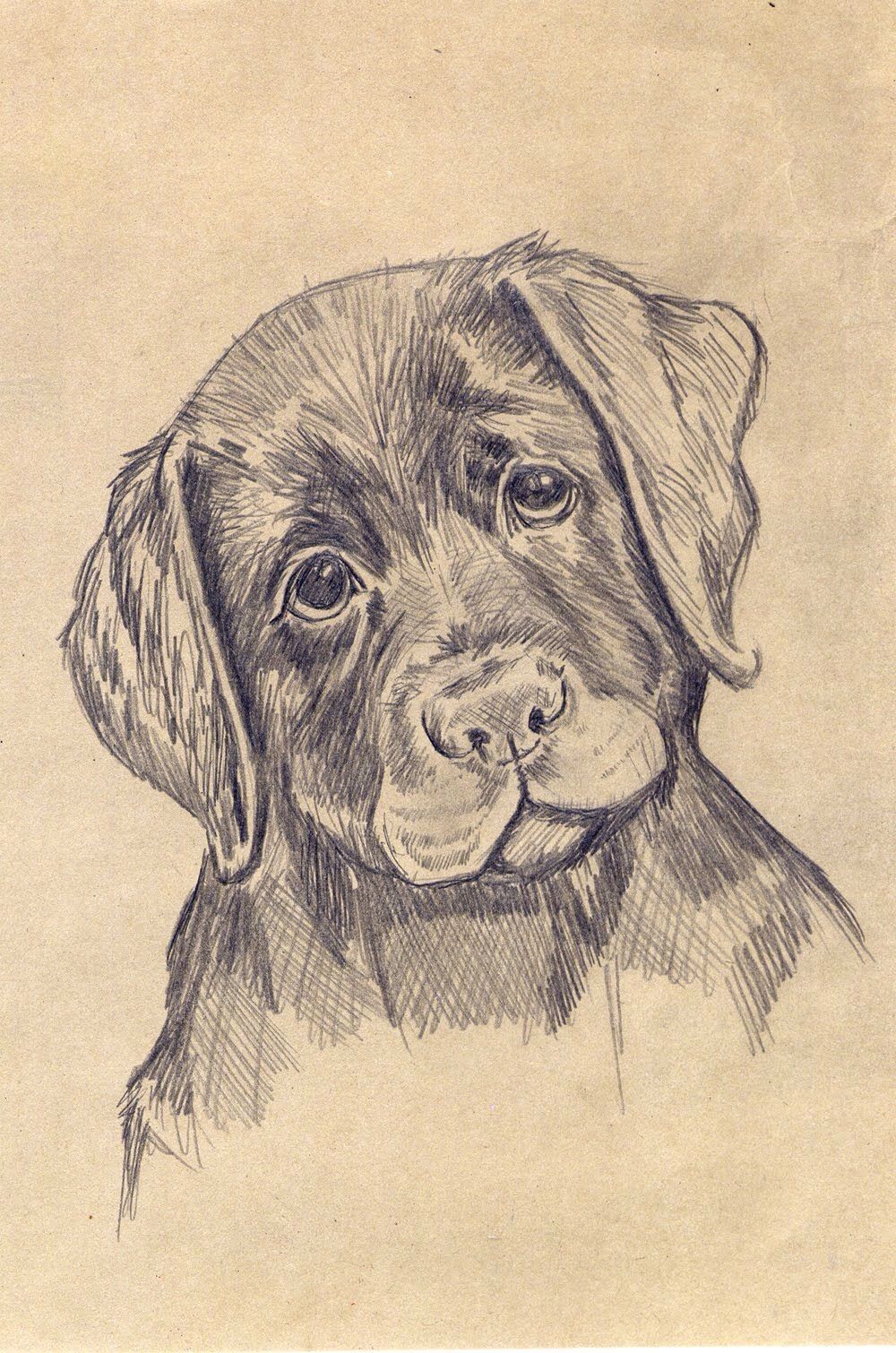 1000x1510 Cute Puppy Pencil Sketch Projects To Try Sketches - Cute Puppy Sketch
