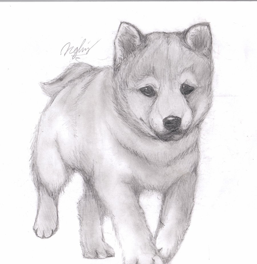 Cute Puppy Sketch at PaintingValley.com | Explore collection of Cute ...