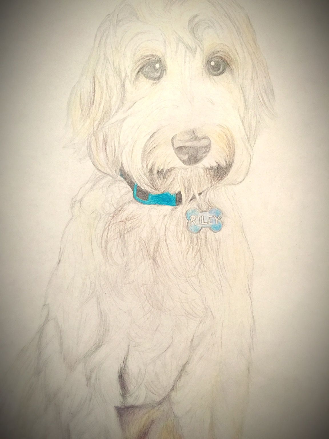 1152x1536 Goldendoodle - Cute Puppy Sketch