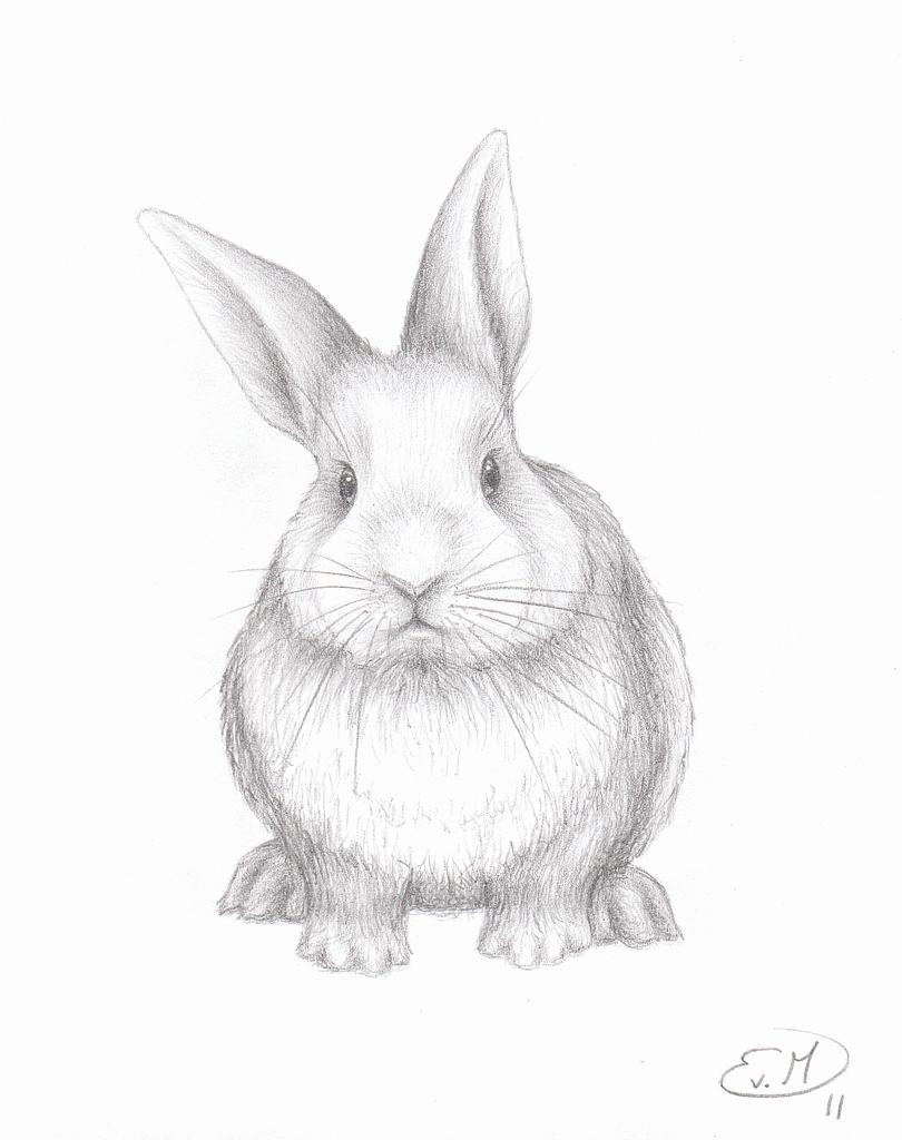 810x1024 Pencil Sketches Gallery Cute Rabbit Pencil Sketch Drawing Art - Cute Rabbit Sketch