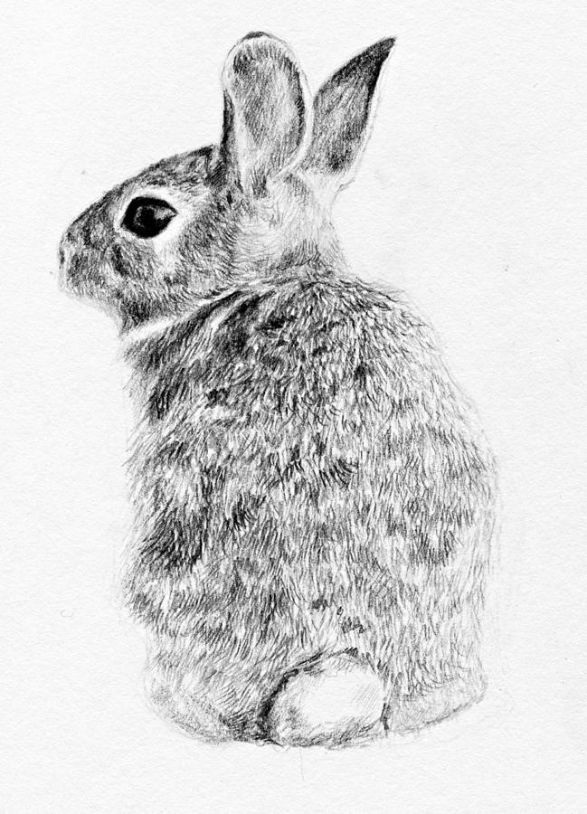649x900 Rabbit Drawing By Anna Shell - Cute Rabbit Sketch