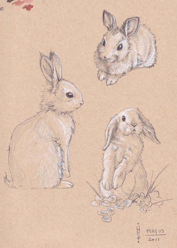 569x800 Cute Rabbit Tattoo On Front - Cute Rabbit Sketch