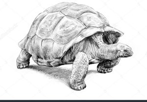300x210 Pencil Drawings Of Turtles Cartoon Animal Sketch Cute Turtle - Cute Turtle Sketch