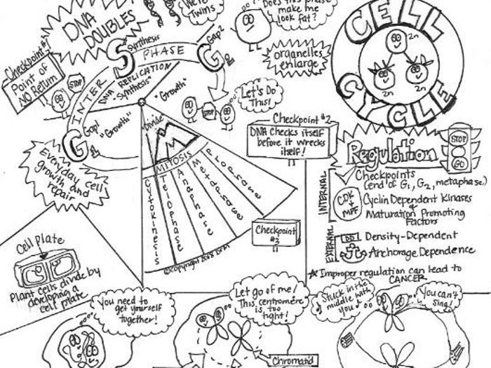 700x525 Cell Cycle Sketch Notes By Biologysketchnotes - Cycle Sketch