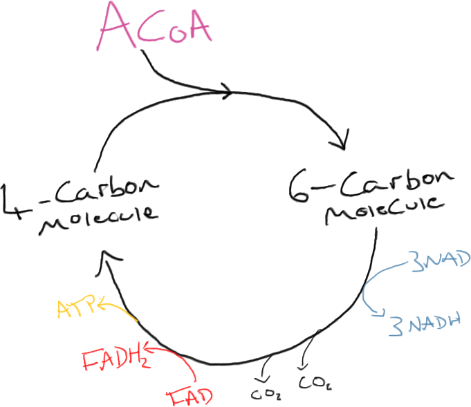 681x589 Krebs Cycle Sketch - Cycle Sketch