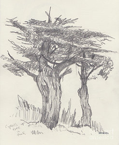 Cypress Tree Sketch at PaintingValley.com | Explore collection of ...