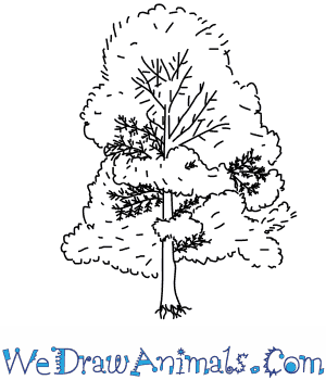 300x350 How To Draw A Cypress Tree - Cypress Tree Sketch