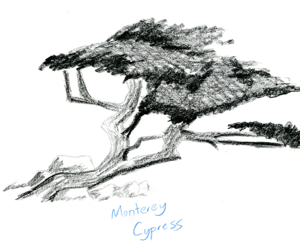 Cypress Tree Sketch at Explore collection of