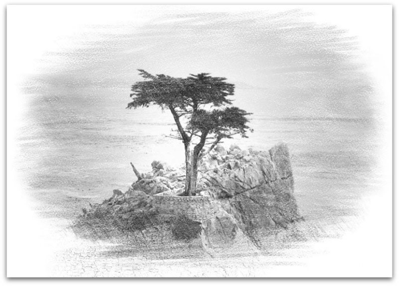 Cypress Tree Sketch at PaintingValley.com | Explore collection of ...