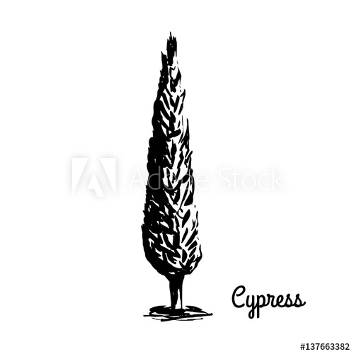 Cypress Tree Sketch at PaintingValley.com | Explore collection of ...