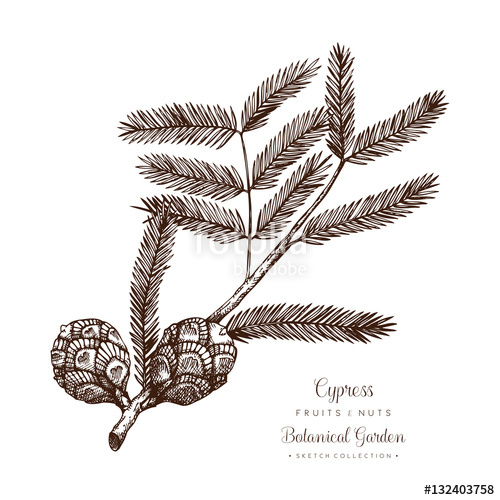 500x500 Vintage Cypress Illustration. Hand Drawn Tree Sketch On White - Cypress Tree Sketch