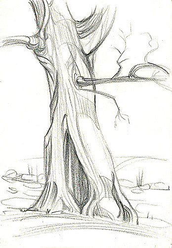 348x500 Giant Bald Cypress Tree Along The Banks Of The Creek. The - Cypress Tree Sketch