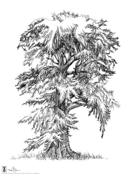 Cypress Tree Sketch at PaintingValley.com | Explore collection of ...
